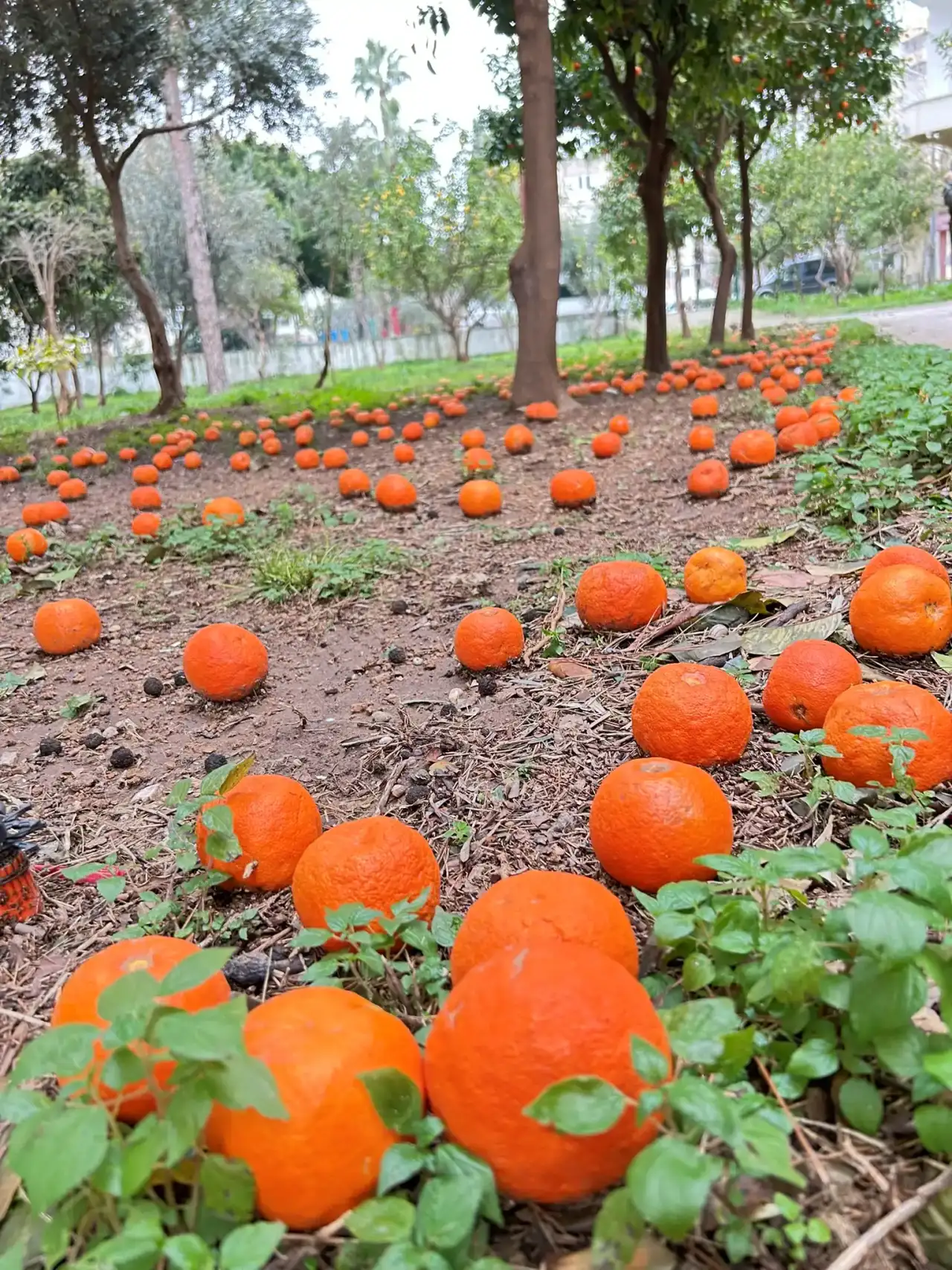 Antalya’nın Simgesi Turunçlar Dallardan Yere Düştü! 1